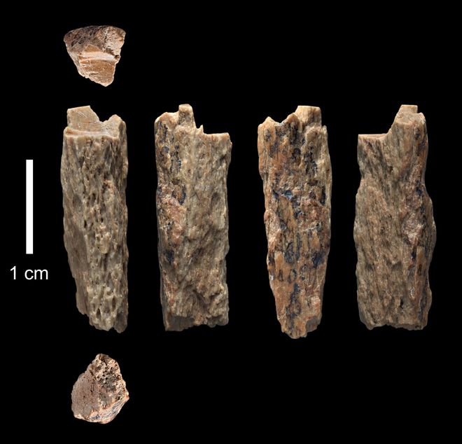 Hallan restos de una hija de dos especies humanas distintas: una Neandertal y un Denisovano