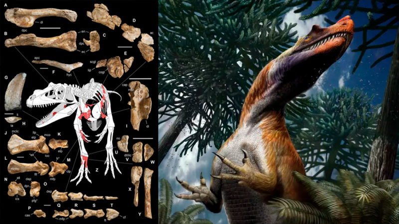 Descubren en Alpes italianos al dinosaurio depredador más antiguo que vivió hace 198 millones de años