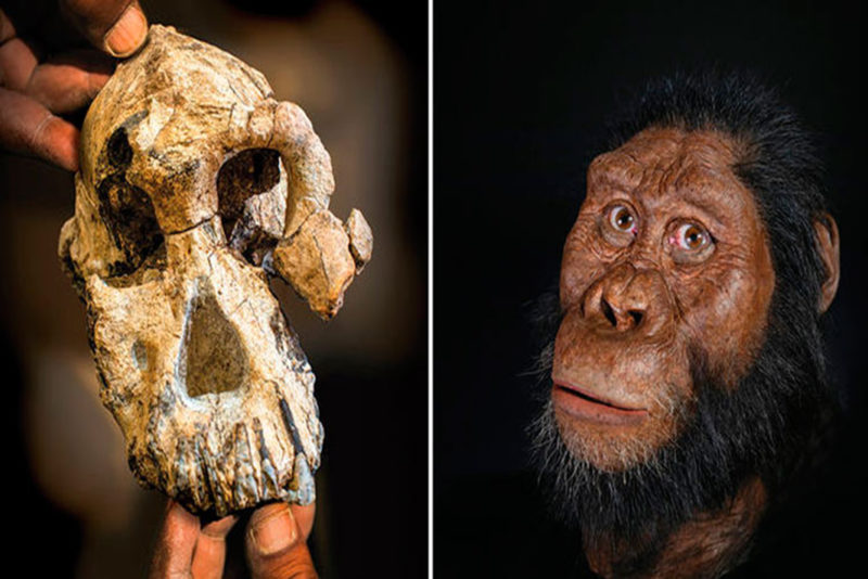 Un cráneo revela el rostro de un ancestro humano que vivió hace 3.8 millones de años