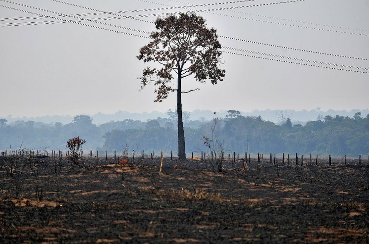 Video: Avanza el gigantesco incendio que devora la selva amazónica en Brasil; Francia pide a potencias salvar el “pulmón” del mundo”