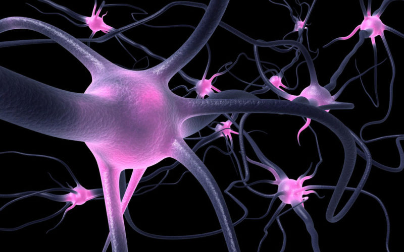 Identifican a las neuronas responsables de la fase del sueño REM