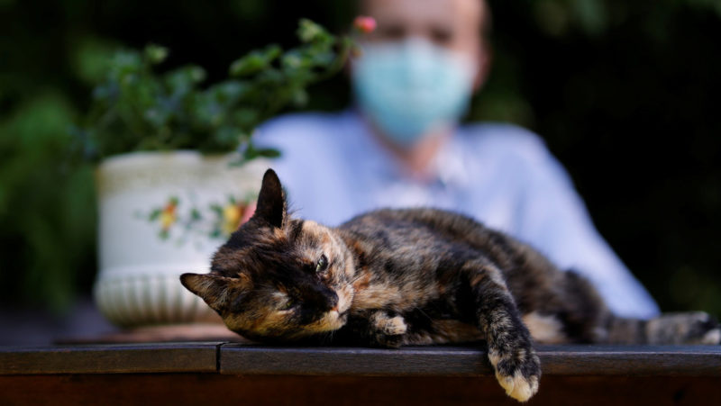 Un medicamento para gatos podría ser útil para combatir el coronavirus