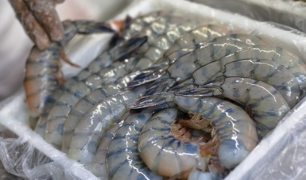 EU levanta la veda del camarón mexicano, pero sólo del que se captura sin redes de arrastre