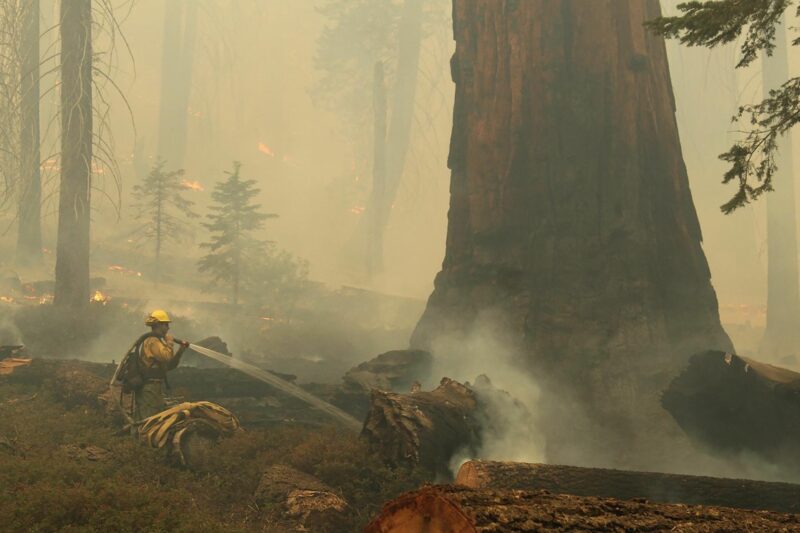Video: Bomberos luchan para proteger a los árboles secuoyas en California, que son los más altos y longevos del mundo