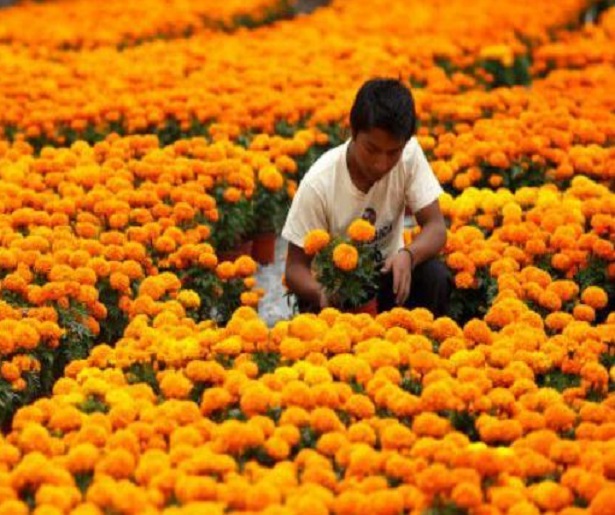 Video| China desplaza a México como el principal productor de cempasúchil