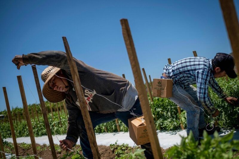 EU desmantela negocio que explotaba a trabajadores agrícolas de América Latina