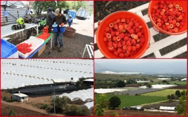 Explosivas ganancias dejan berries en el agro mexicano: generaron 2 mil 800 millones de dólares en 2021