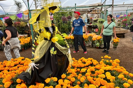 La flor cempasúchil llega a los mercados; buscan romper récord de ventas