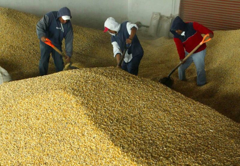 Adquiridas, 400 mil toneladas de maíz blanco en Sudáfrica, porque es más barato transportarlo que de El Bajío a diversas regiones nacionales 