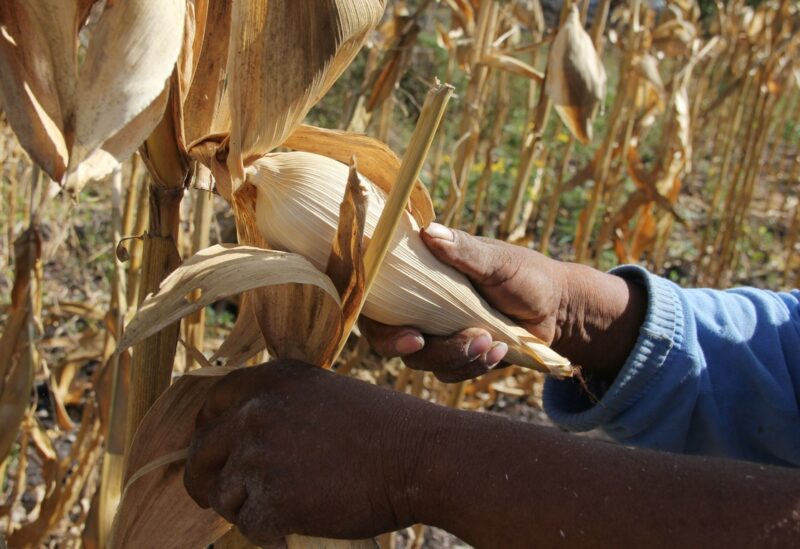 Prohíbe México maíz transgénico en consumo humano y el uso del herbicida glifosato en el agro