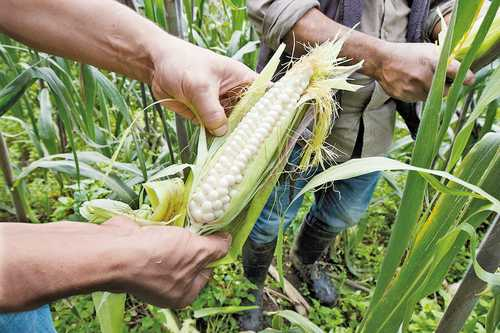 Fines políticos o comerciales, inconformidad de EU con decreto de México sobre maíz transgénico: Secretaría de Economía
