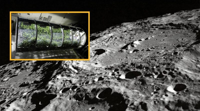Científicos muestran cómo hacer fértil el suelo lunar para agricultura