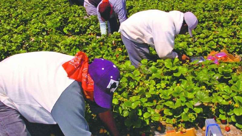 A partir del próximo 1 de enero, posible estancia legal temporal para trabajadores agrícolas indocumentados de CA