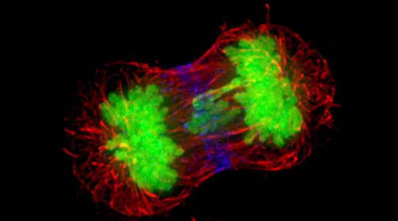 Un cromosoma humano artificial abre la puerta a crear células inmunes al cáncer